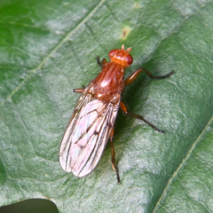 Dryomyzidae