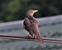 Turdus smithi