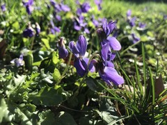 Viola odorata