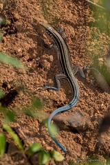 Pholidoscelis lineolatus