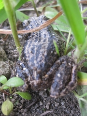 Pristimantis unistrigatus