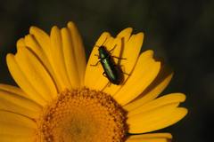 Psilothrix viridicoerulea