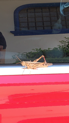 Schistocerca americana