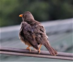 Turdus smithi