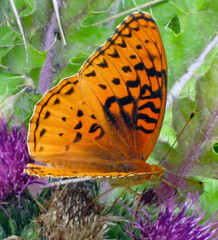 Speyeria nokomis