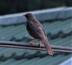 Turdus smithi