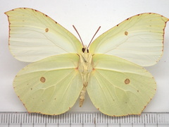 Gonepteryx maxima
