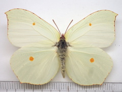 Gonepteryx maxima