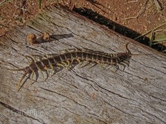 Ethmostigmus rubripes