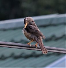 Turdus smithi