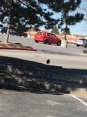 Corvus brachyrhynchos