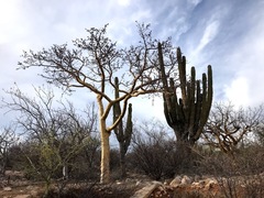 Bursera microphylla