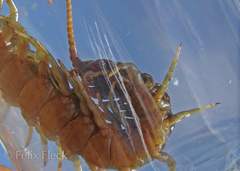 Ethmostigmus rubripes