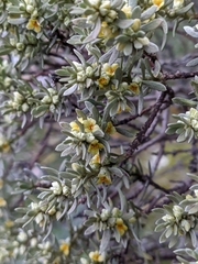Thymelaea tartonraira