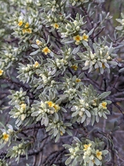 Thymelaea tartonraira