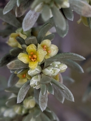 Thymelaea tartonraira