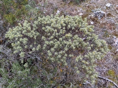 Thymelaea tartonraira