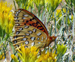 Speyeria nokomis