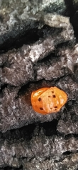 Harmonia axyridis