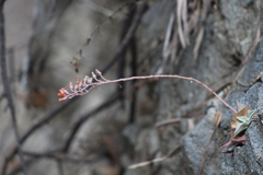 Dudleya nubigena