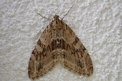 Trichopteryx polycommata