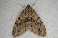 Trichopteryx polycommata