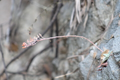 Dudleya nubigena