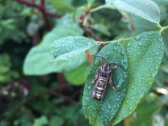 Pennisetia pectinata