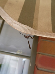 Gasteruption cinerescens