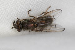 Senopterina foxleei