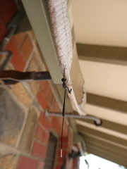 Gasteruption cinerescens