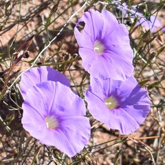 Ipomoea ternifolia leptotoma