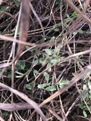 Lathyrus hirsutus