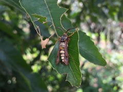 Pennisetia pectinata