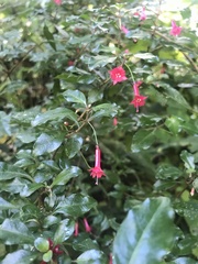 Fuchsia microphylla