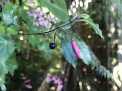 Fuchsia microphylla