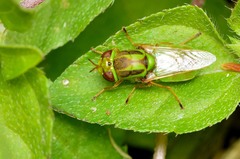 Hedriodiscus trivittatus