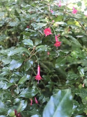 Fuchsia microphylla
