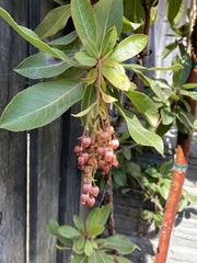 Arbutus × andrachnoides