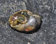 Bulinus truncatus
