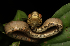 Atheris chlorechis, Green Bush Viper www.matthieu-berroneau…