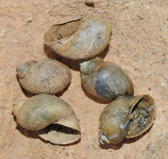 Bulinus truncatus