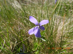 Viola cornuta
