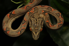 Amazon Tree Boa photo 4