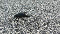 Blaps lusitanica