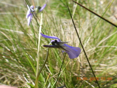 Viola cornuta