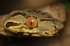 Amazon Tree Boa photo 5