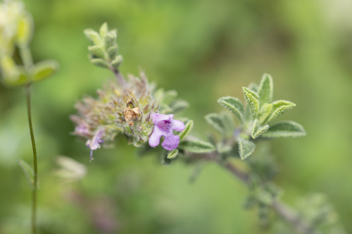 Image of Satureja thymbra by (c) Eleftherios Katsillis, some rights reserved (CC BY)