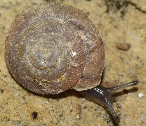 Caracollina lenticula