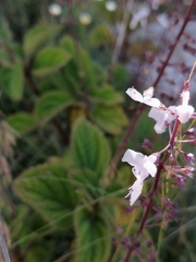 Plectranthus rubropunctatus